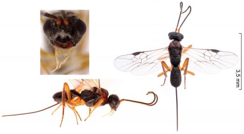 Réf. 224 172 : Diospilus dispar